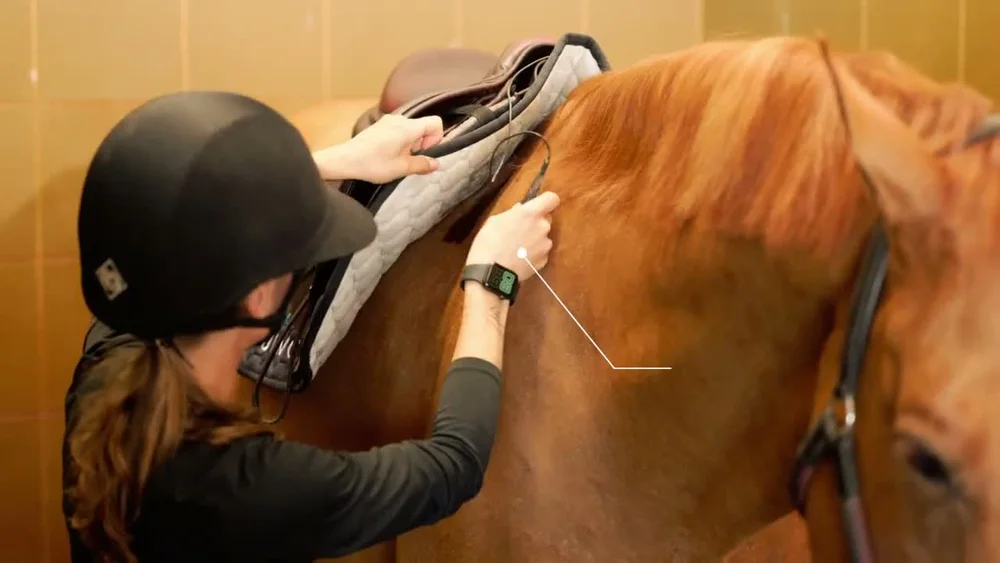 EQUIMO Heart Rate accessory - Physical EQUIMO Heart Rate electrode fitted to a horse in the maker's original instructional video.