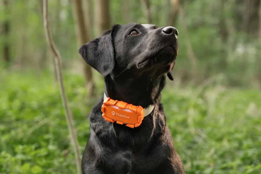 Tractive DOG 6 XL Adventure - Manufacturer photograph of Tractive DOG 6 XL Adventure.